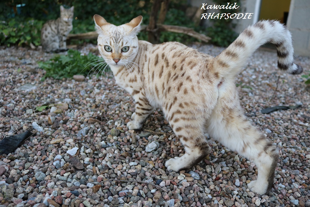 bengal seal mink spotted tabby